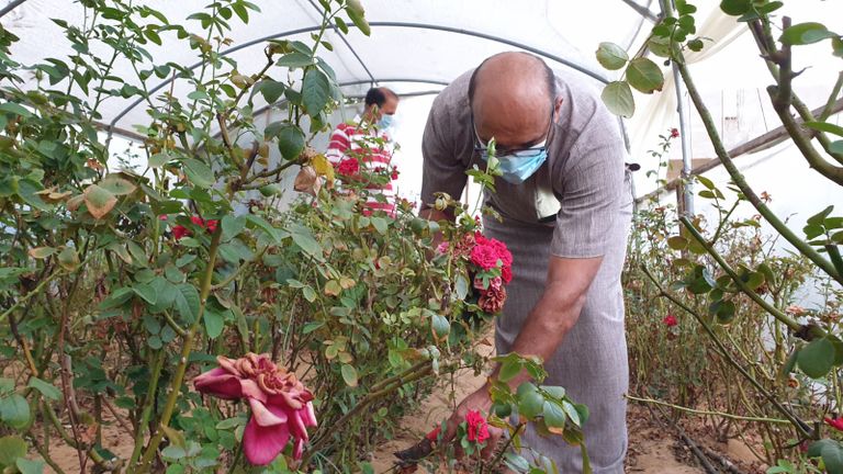 زراعة الورود في غزة