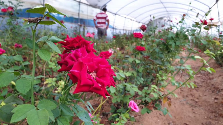 زراعة الورود في غزة