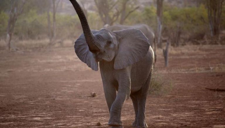 محمية الأفيال في جنوب أفريقيا 