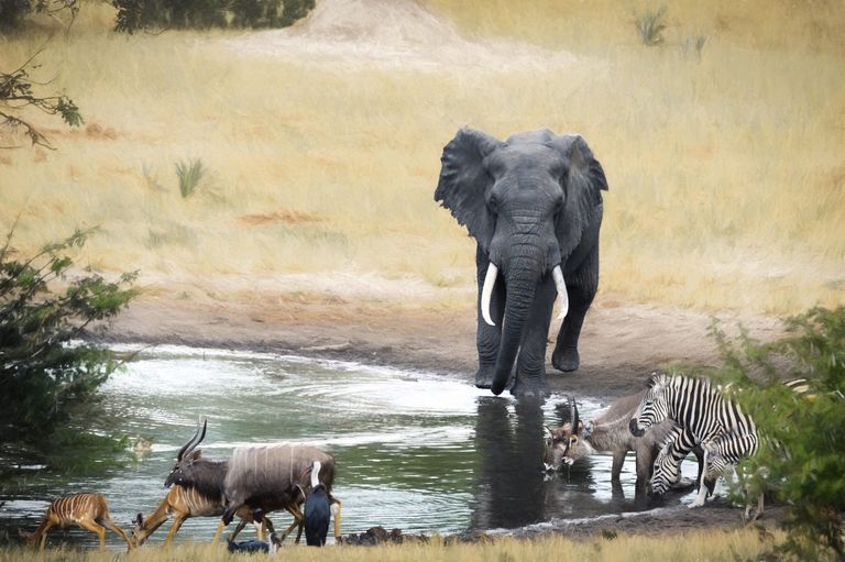 محمية الأفيال في جنوب أفريقيا