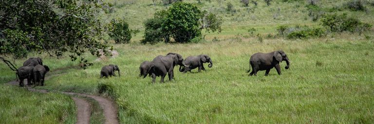 محمية الأفيال في جنوب أفريقيا