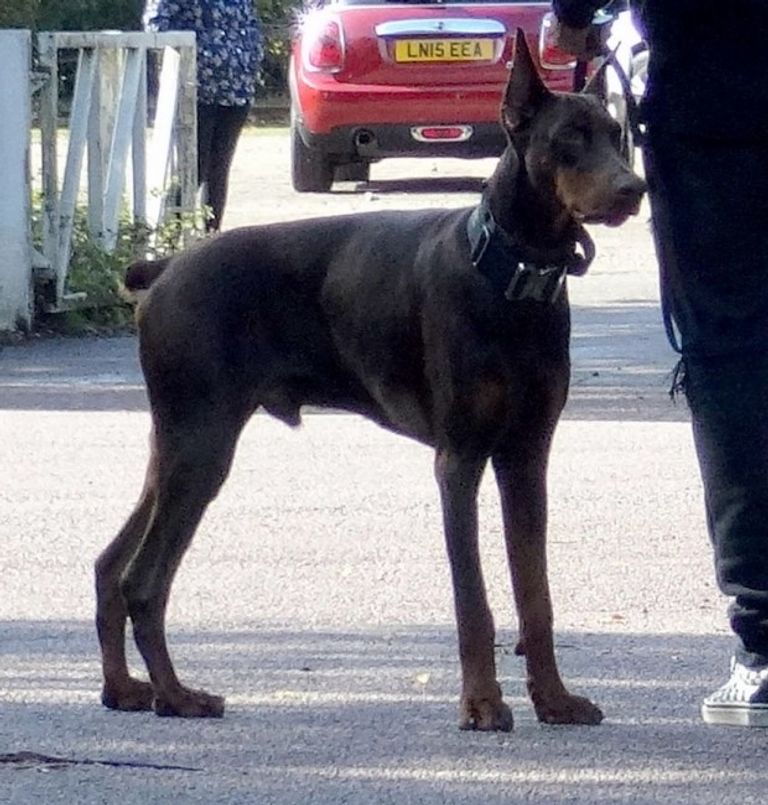 ديلي آلي لاعب توتنهام