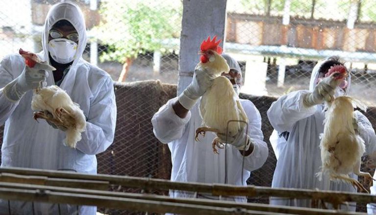 معظم بؤر إنفلونزا الطيور انتشرت في منطقة لاند