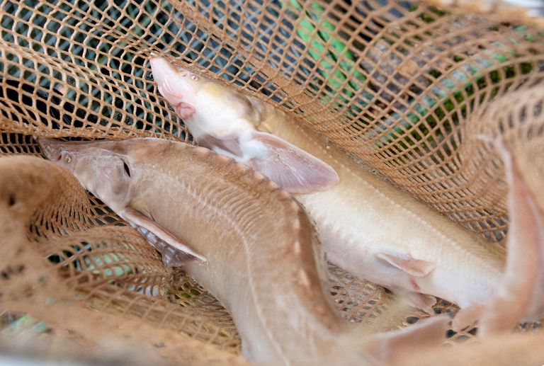 سمكة يباع بيضها أي الكافيار بأسعار عالية جداً