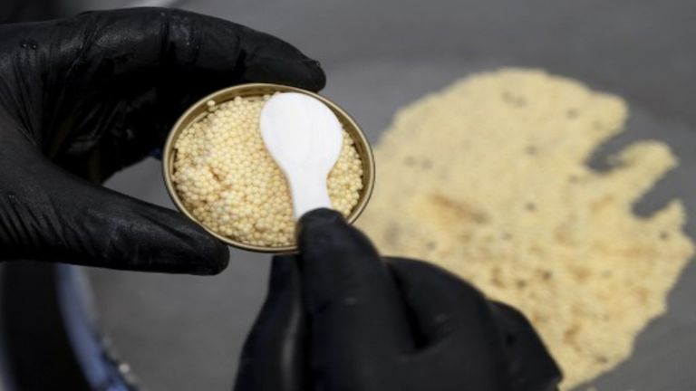 سمكة يباع بيضها أي الكافيار بأسعار عالية جداً