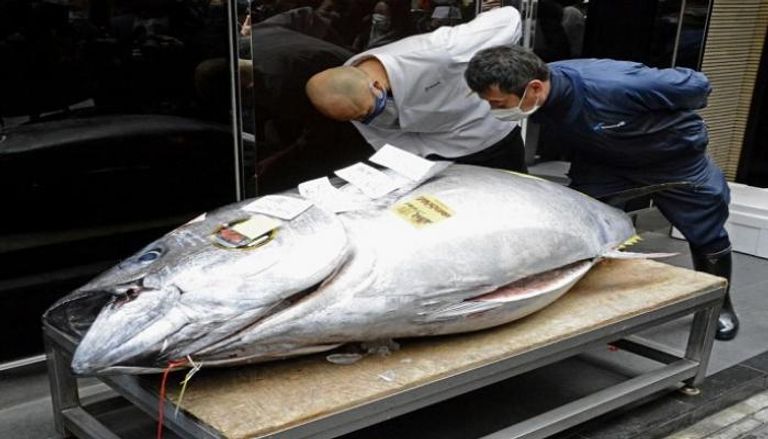أول مزاد هذا العام في سوق السمك الرئيسية بطوكيو