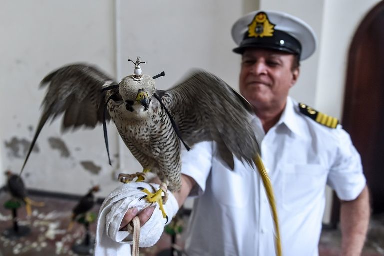 صقور صادرتها السلطات الباكستانية من مهربين