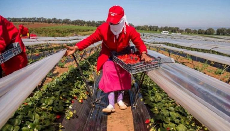 ثورة زراعية في المغرب