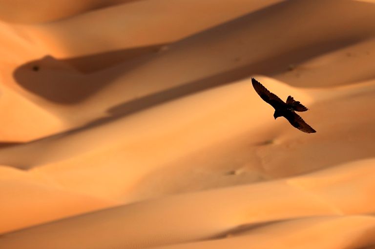 رياضة الصيد أو القنص بالصقور في صحراء ليوا في الإمارات الصيد بالصقور في صحراء ليوا الإماراتية