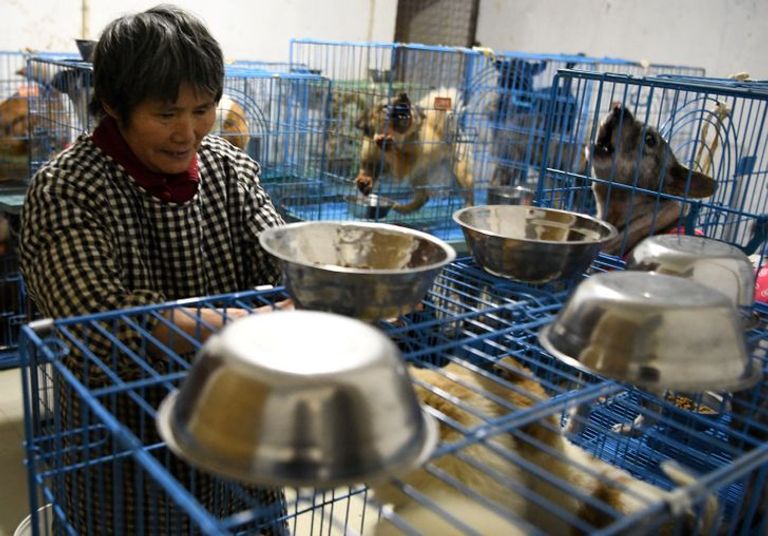 السيدة ون جون هونج مع كلابها