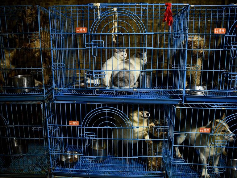 السيدة ون جون هونج مع كلابها