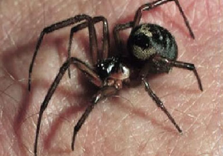 الحشرات يمكن أن تكون أداة للكشف عن الجرائم