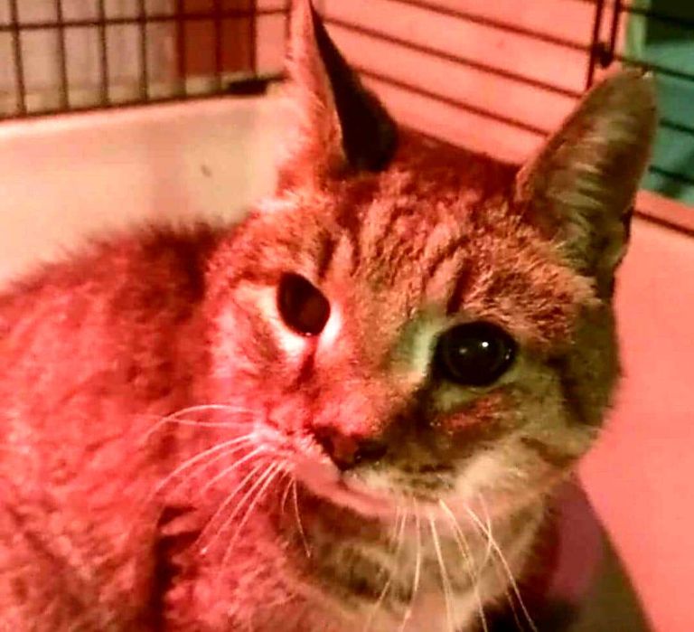 مونيكا فيريني مع قطها ماندارينو بعد العثور عليه