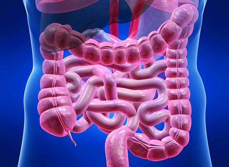 دراسة تؤكد أن بكتيريا الأمعاء تلعب دورا في محاربة كورونا