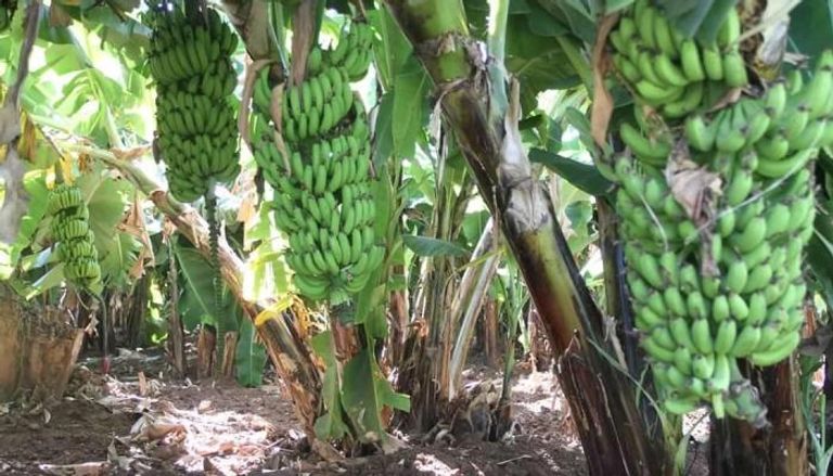 الموز.. رائد الفاكهة في إثيوبيا 