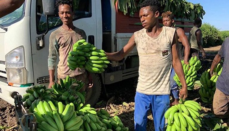 فاكهة الموز.. رائدة الفاكهة في إثيوبيا