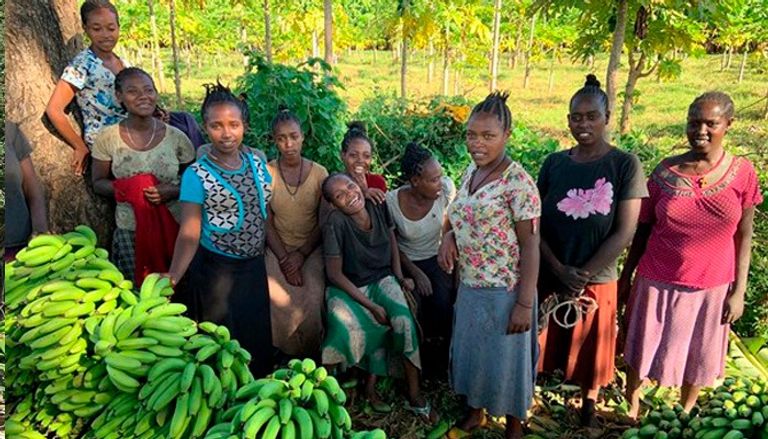 فاكهة الموز.. رائدة الفاكهة في إثيوبيا