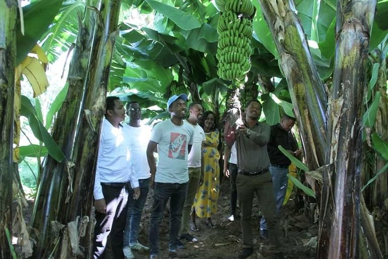 فاكهة الموز.. رائدة الفاكهة في إثيوبيا