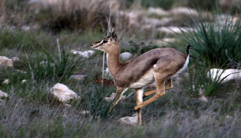 غزلان في إسرائيل