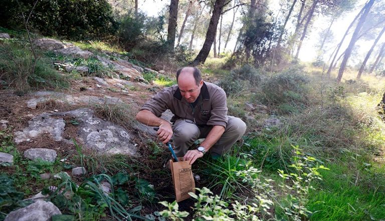 غزلان في إسرائيل