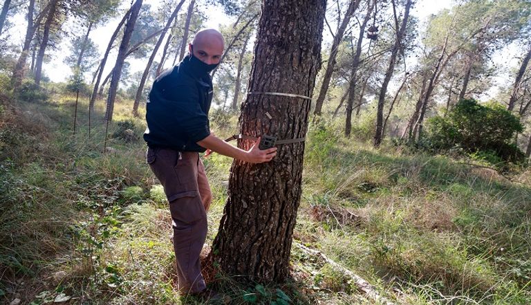 غزلان في إسرائيل