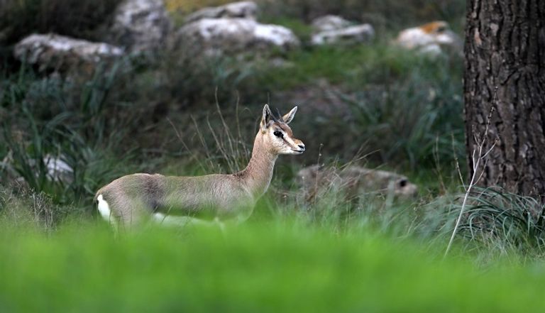 غزلان في إسرائيل