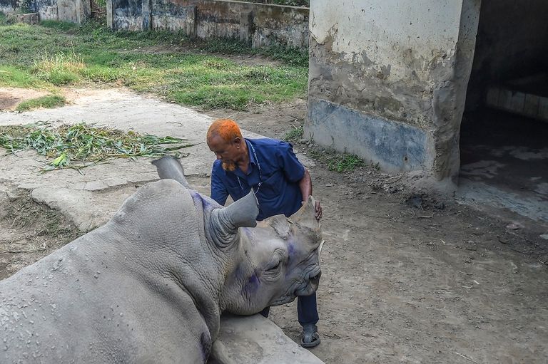 أنثى وحيد القرن 