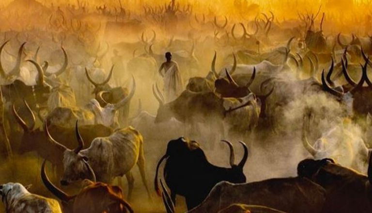 إحدى معسكرات أبقار الدينكا بجنوب السودان 