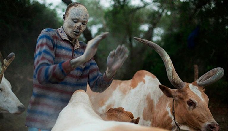 أحد معسكرات أبقار الدينكا بجنوب السودان 