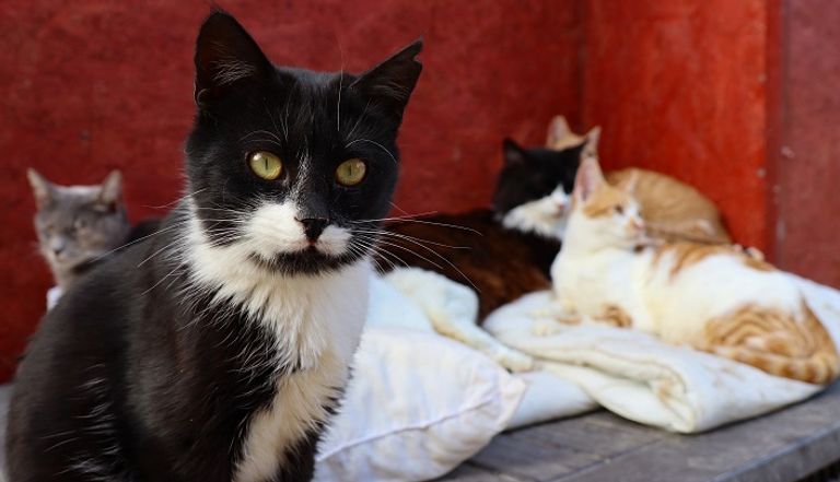 قطط في مأوى بقبرص