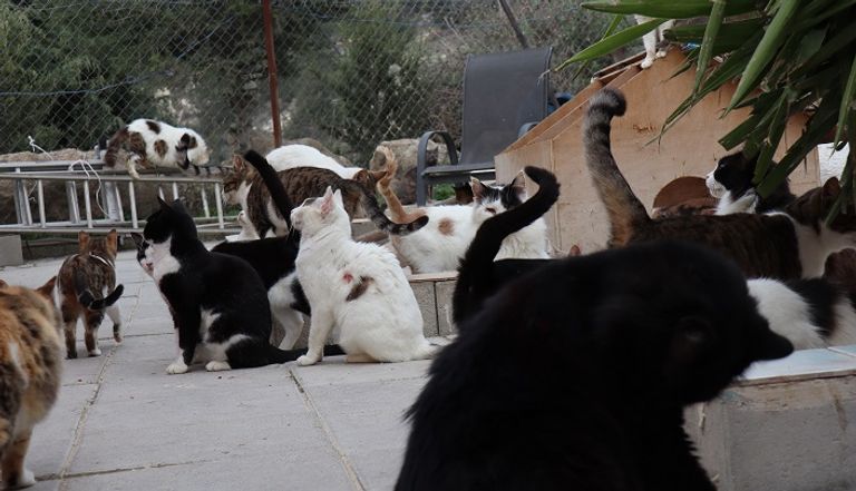 قطط في مأوى بقبرص