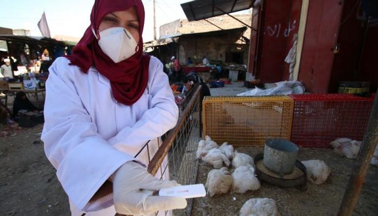 طبيبة عراقية تفحص الطيور للتأكد من خلوها من أنفلونزا الطيور