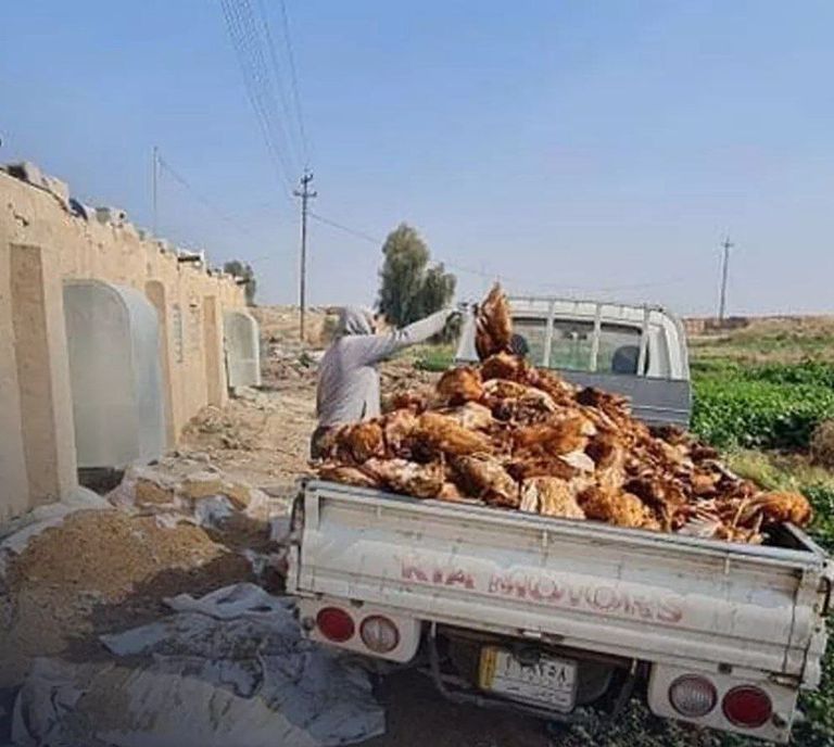 طبيبة عراقية تفحص الطيور للتأكد من خلوها من أنفلونزا الطيور