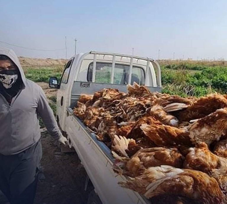 طبيبة عراقية تفحص الطيور للتأكد من خلوها من أنفلونزا الطيور