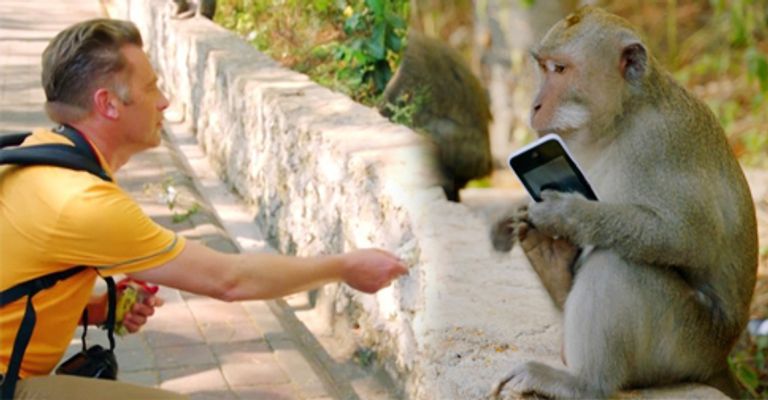 قرد يمسك هاتفا محمولا بانتظار الفدية