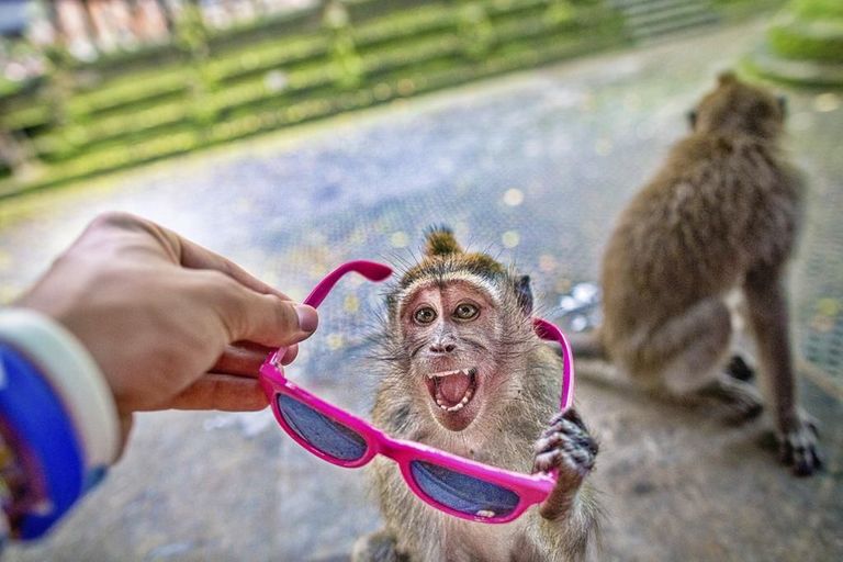 قرد يمسك هاتفا محمولا بانتظار الفدية