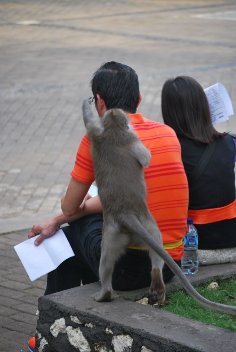 قرد يمسك هاتفا محمولا بانتظار الفدية