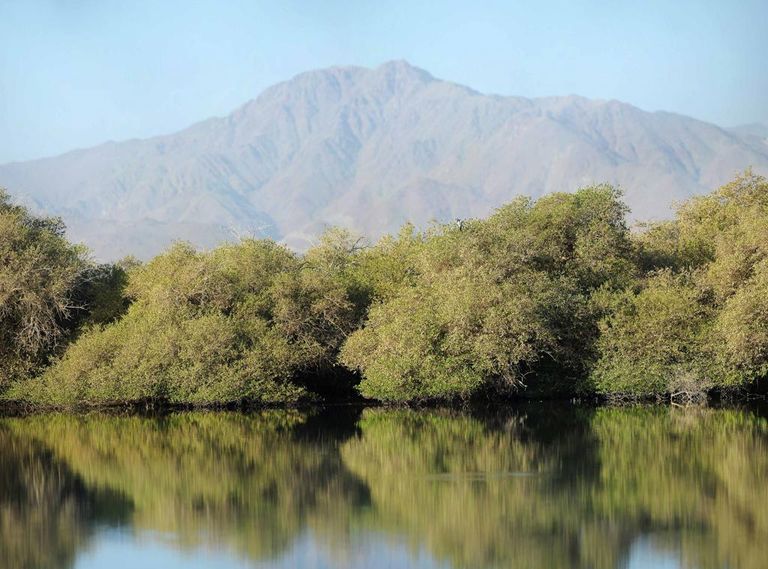 جهود إماراتية رائدة لمواجهة تحدي تغير المناخ