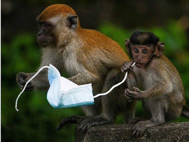 الكمامات المستخدمة تهدد حياة الحيوانات