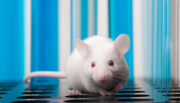 تم تحفيز الخلايا العصبية للفئران المشلولة