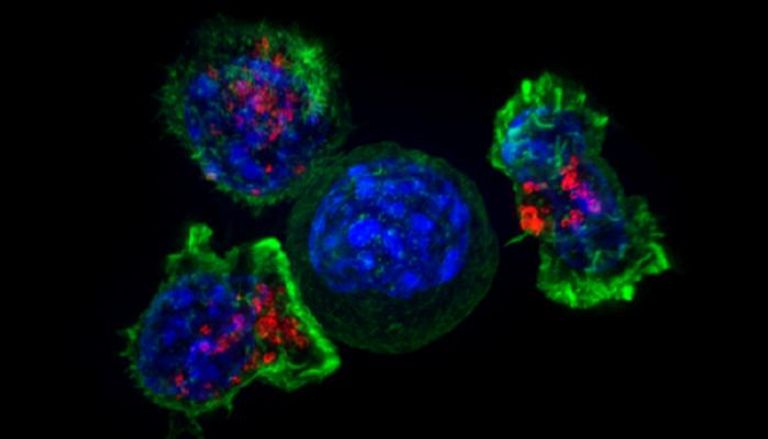 الخلايا التائية القاتلة تحيط بالخلية السرطانية