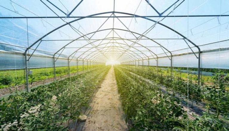 4.115 مليار درهم قيمة الإنتاج الزراعي في الإمارات خلال 2019