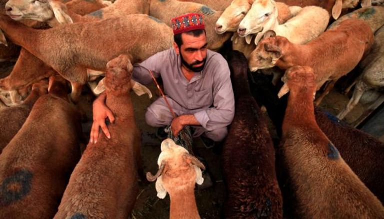 رجل في باكستان برفقة قطيع من الخراف
