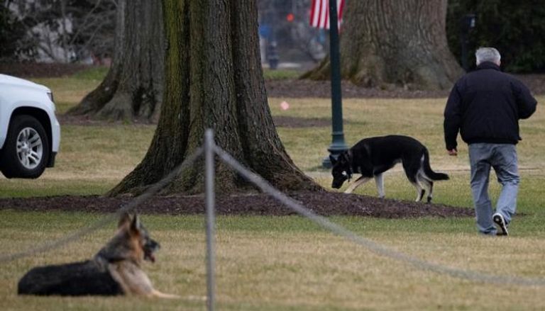 "تشامب" و"ميجور" كلبا جو وجيل بايدن في حديقة البيت الأبيض بواشنطن
