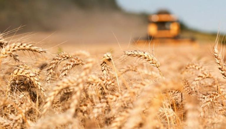 روسيا توافق على زيادة ضريبة تصدير القمح اعتبارا من أول مارس