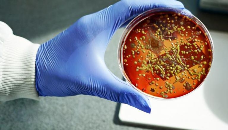 البحث الفائز يرصد كيفية تواصل البكتيريا مع بعضها 