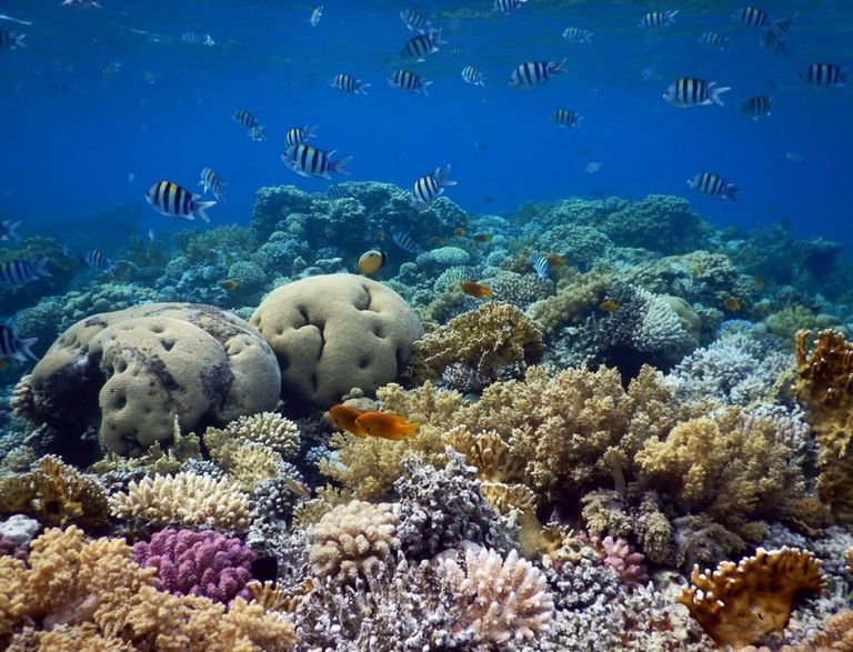 الجونة من أجمل أماكن الغطس في مصر أجمل أماكن الغطس في مصر