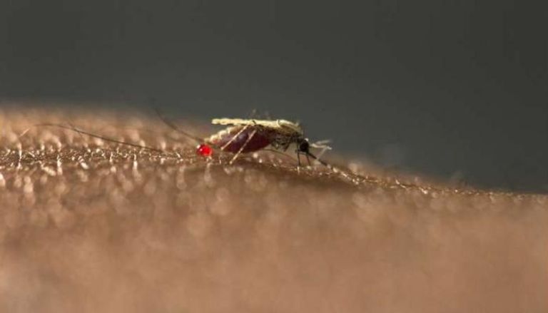 بعوضة جديدة تضاعف أزمة الملاريا في أفريقيا