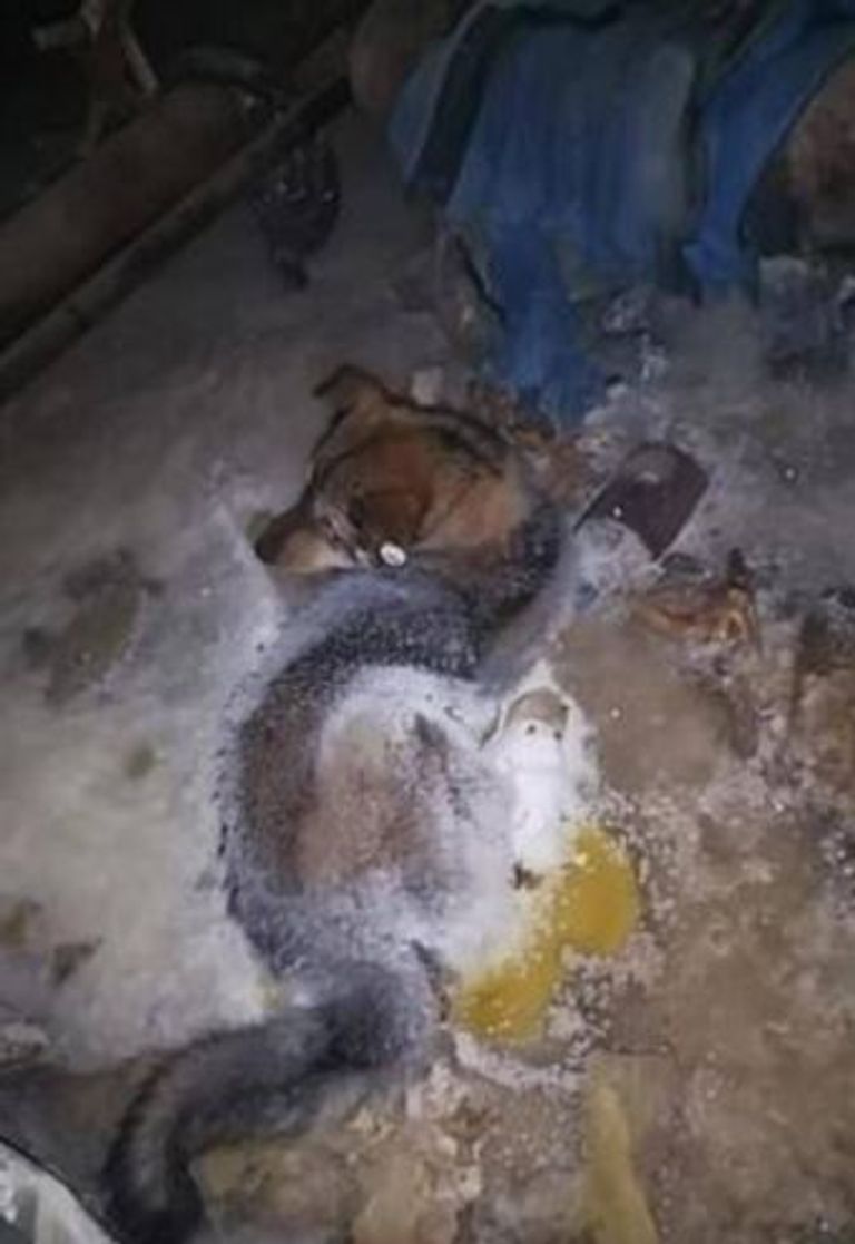 الكلب لحظة اكتشافه