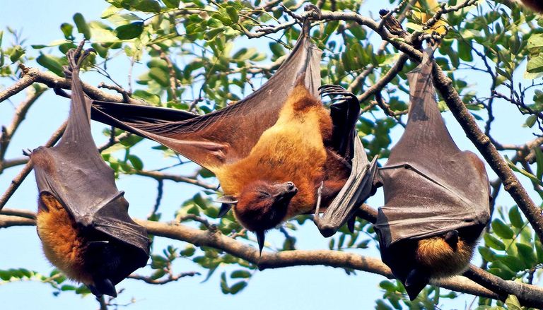 فيروس نيباه مصدره خفافيش الفاكهة